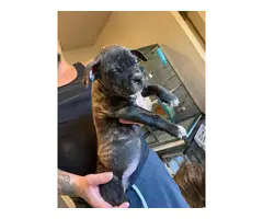 2 female blue nose brindle pitbull puppies for adoption - 3