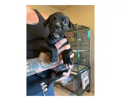 2 female blue nose brindle pitbull puppies for adoption - 5