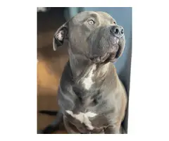 2 female blue nose brindle pitbull puppies for adoption - 9
