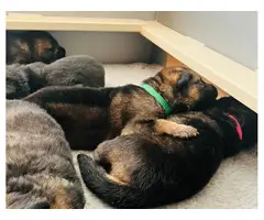 3 male AKC German Shepherd Dog puppies for sale - 2