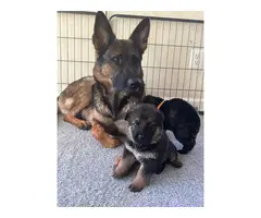 3 male AKC German Shepherd Dog puppies for sale - 3