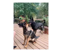 3 male AKC German Shepherd Dog puppies for sale - 13