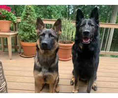 3 male AKC German Shepherd Dog puppies for sale - 14
