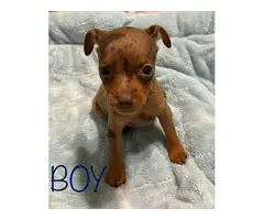 3 Fancy Min Pin puppies for Adoption