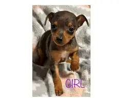 3 Fancy Min Pin puppies for Adoption - 2