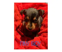3 Fancy Min Pin puppies for Adoption - 3