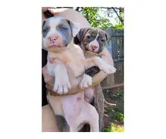 Gray and brindle Pitbull puppies