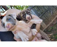 Gray and brindle Pitbull puppies - 4