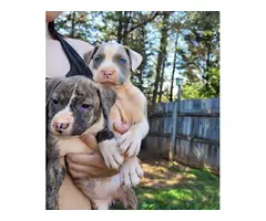 Gray and brindle Pitbull puppies - 5