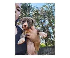 Gray and brindle Pitbull puppies - 7