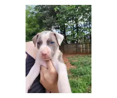 Gray and brindle Pitbull puppies - 8