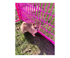 9 weeks old Pomeranian puppy for sale