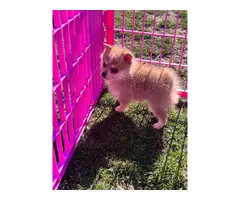 9 weeks old Pomeranian puppy for sale - 3