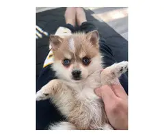 9 weeks old Pomeranian puppy for sale - 4