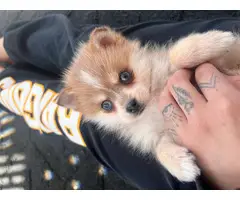 9 weeks old Pomeranian puppy for sale - 5