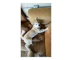 Male Akita puppy in search of a good home