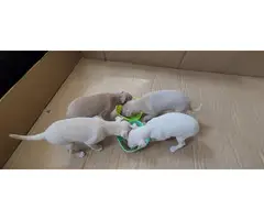 3 adorable Italian Greyhound puppies for sale - 2