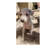 3 adorable Italian Greyhound puppies for sale - 3