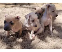 3 adorable Italian Greyhound puppies for sale - 4