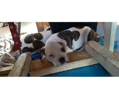 Boxer/American Bully Puppies - 4