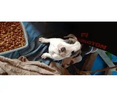 Boxer/American Bully Puppies - 5