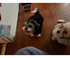 Two 12 week old Shit-zu puppies for sale - 2