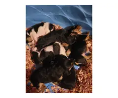 5 AKC Basset Hound puppies for sale