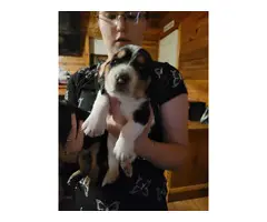 5 AKC Basset Hound puppies for sale - 2