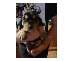 5 AKC Basset Hound puppies for sale - 3