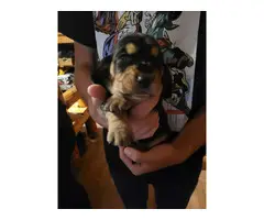 5 AKC Basset Hound puppies for sale - 4