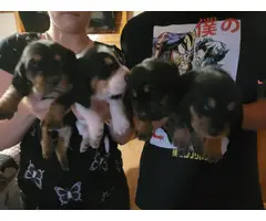 5 AKC Basset Hound puppies for sale - 5