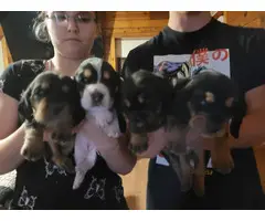 5 AKC Basset Hound puppies for sale - 6