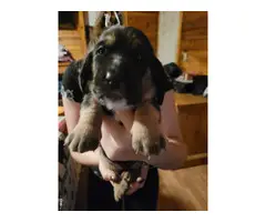 5 AKC Basset Hound puppies for sale - 8