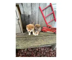 2 female Shiba Inu puppies for sale - 3