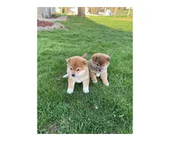 2 female Shiba Inu puppies for sale - 4