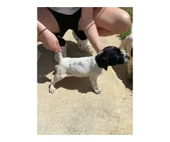 3 male German Shorthaired Pointer puppies - 4