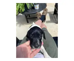 3 male German Shorthaired Pointer puppies - 7