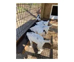 3 male German Shorthaired Pointer puppies - 10