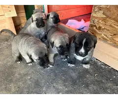 6 Anatolian Shepherd puppies for sale - 8