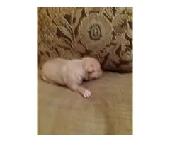 8 American Pit bull puppies for adoption - 3
