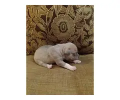 8 American Pit bull puppies for adoption - 6