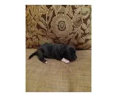 8 American Pit bull puppies for adoption - 7