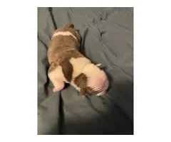 Olde English Bulldogge puppies with IOEBA papers