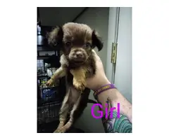 2 Chihuahua pom terrier mixed puppies
