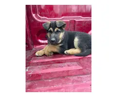 5 purebred German Shepherd puppies for sale