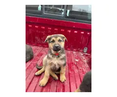 5 purebred German Shepherd puppies for sale - 2