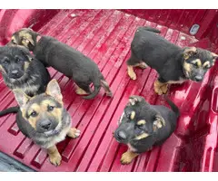 5 purebred German Shepherd puppies for sale - 5