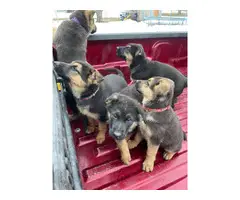 5 purebred German Shepherd puppies for sale - 6