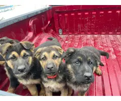 5 purebred German Shepherd puppies for sale - 7