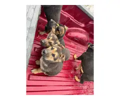 5 purebred German Shepherd puppies for sale - 8